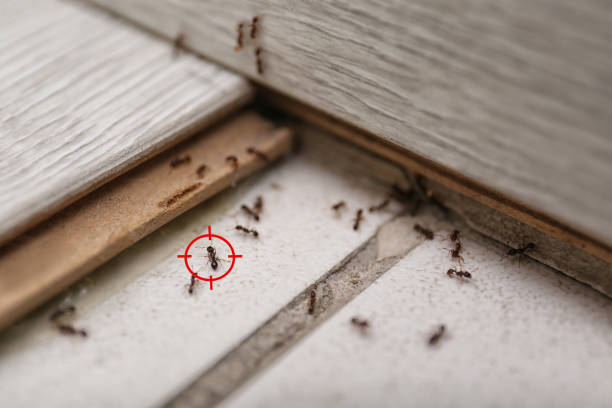 Best Flea Control Services  in Elk Grove, CA